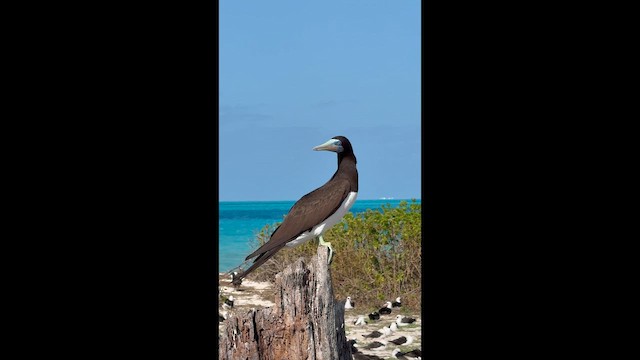 Brown Booby - ML646750775