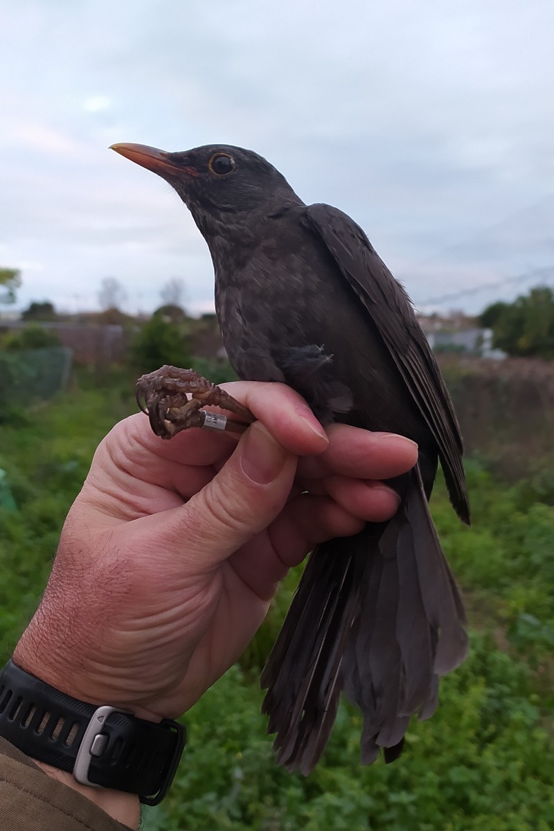 Eurasian Blackbird - ML646750776
