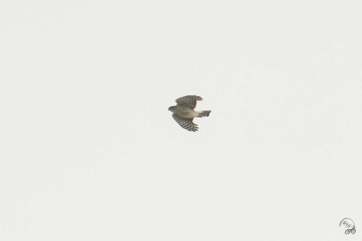 Eckschwanzsperber - ML646750777