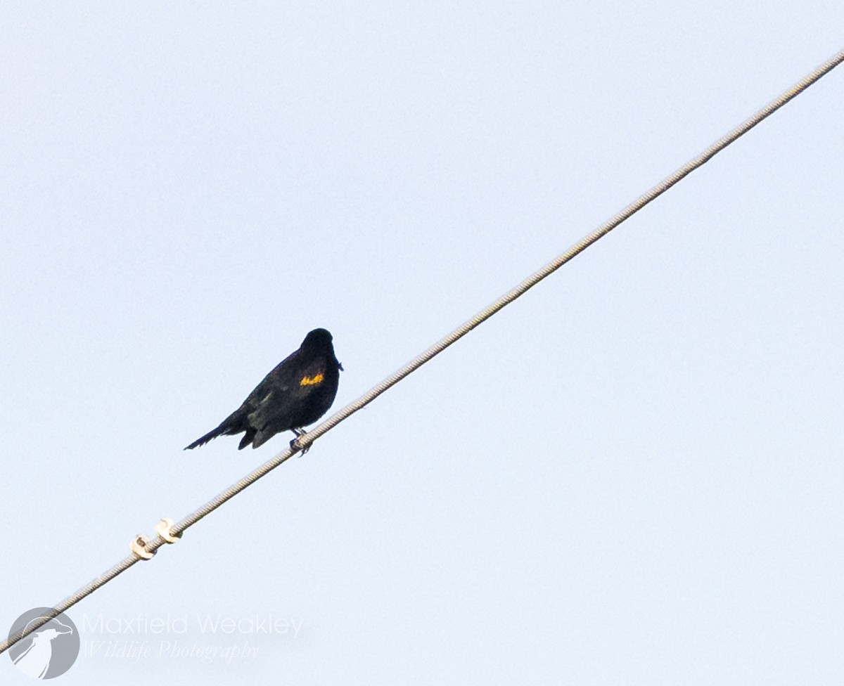 Red-winged Blackbird (Red-winged) - ML646750779