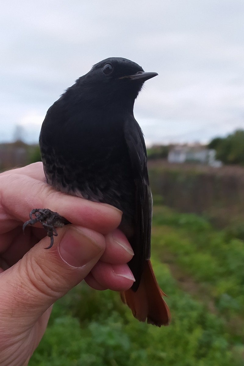 赭紅尾鴝 - ML646750780