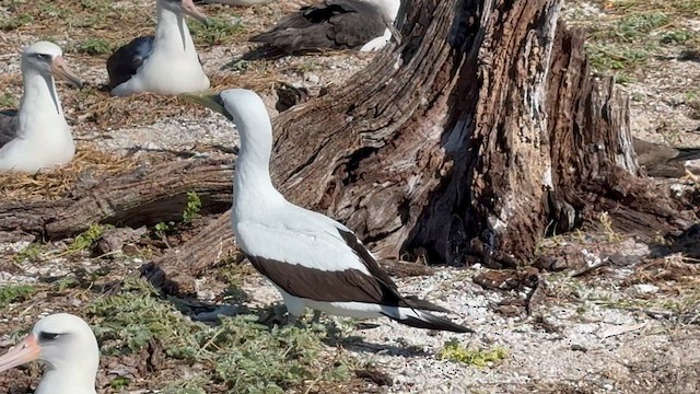 Masked Booby - ML646750781