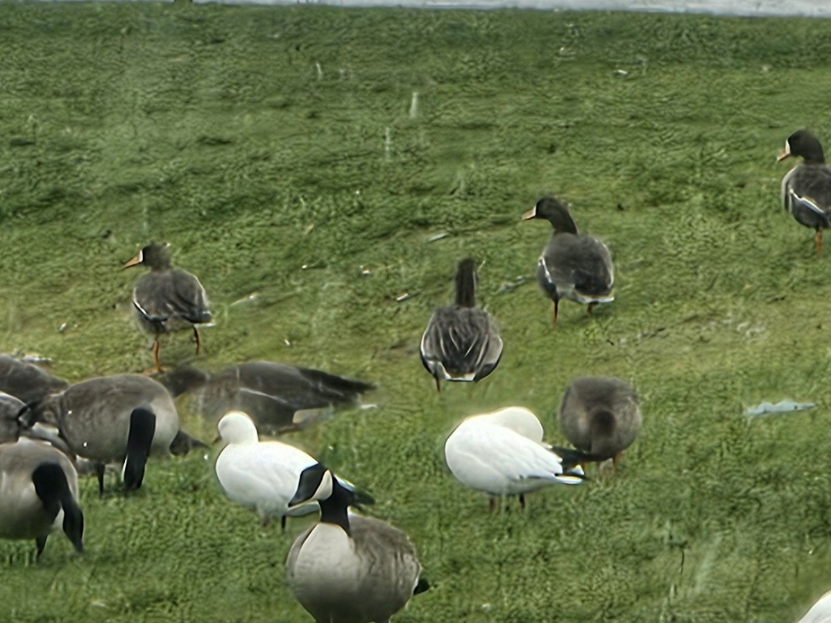 Greater White-fronted Goose - ML646750782