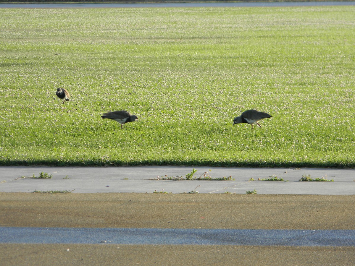 Чайка чилійська - ML646750783