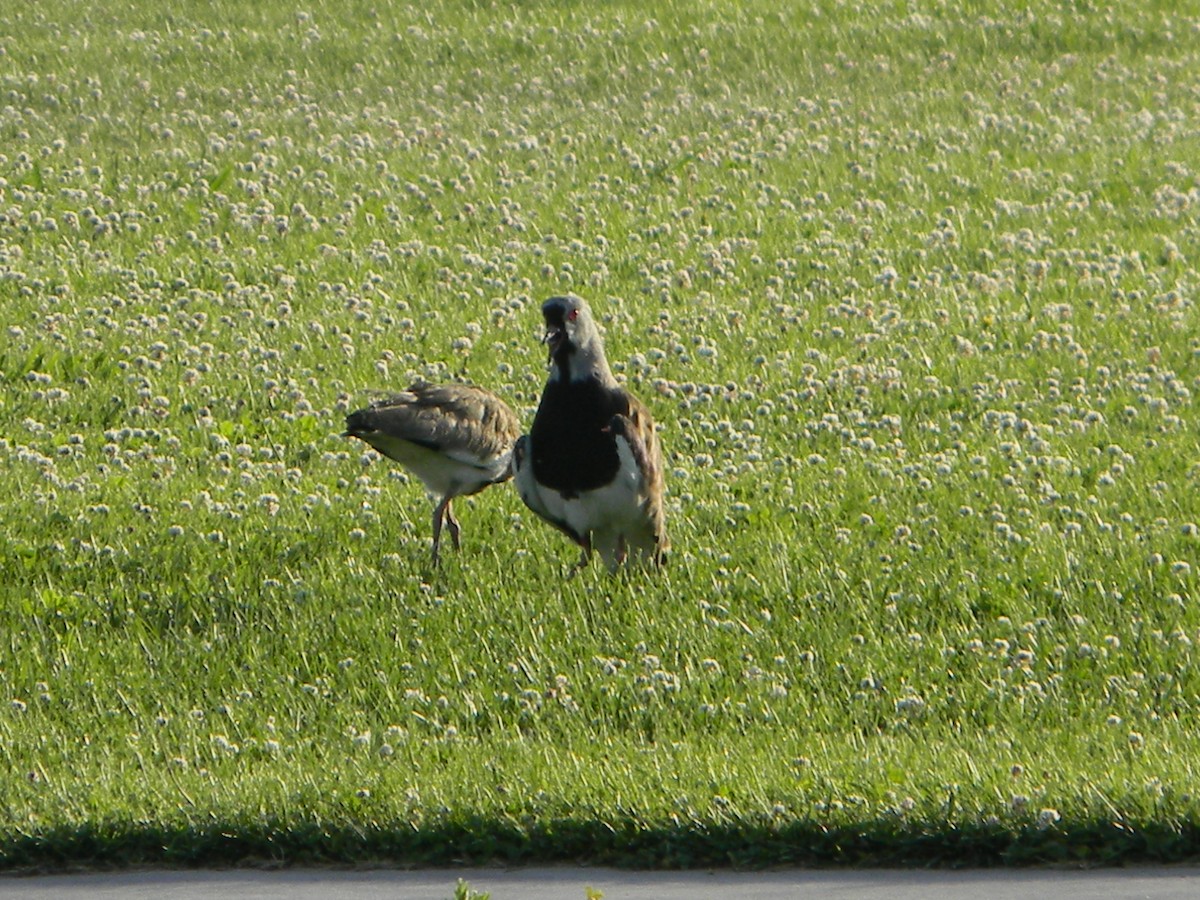 Чайка чилійська - ML646750784