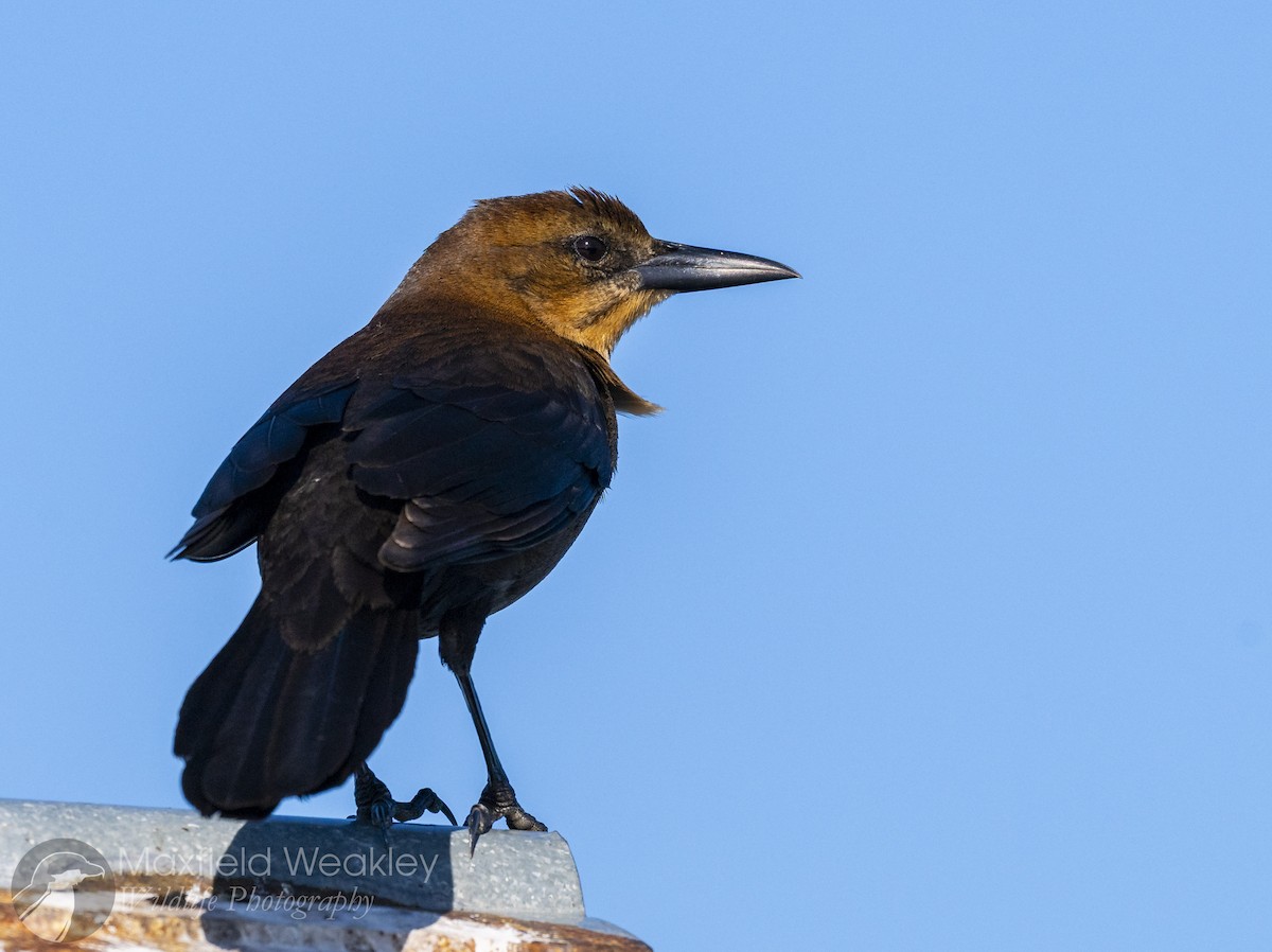 Boat-tailed Grackle (westoni) - ML646750785
