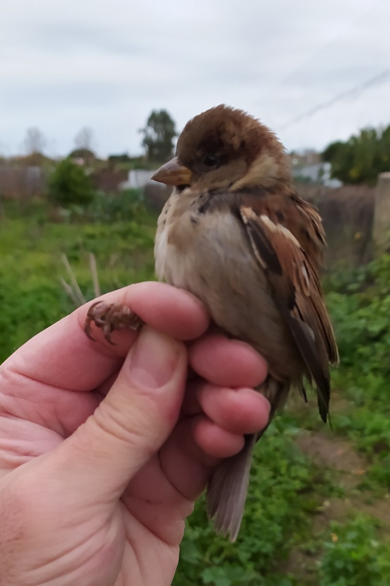 家麻雀 - ML646750786