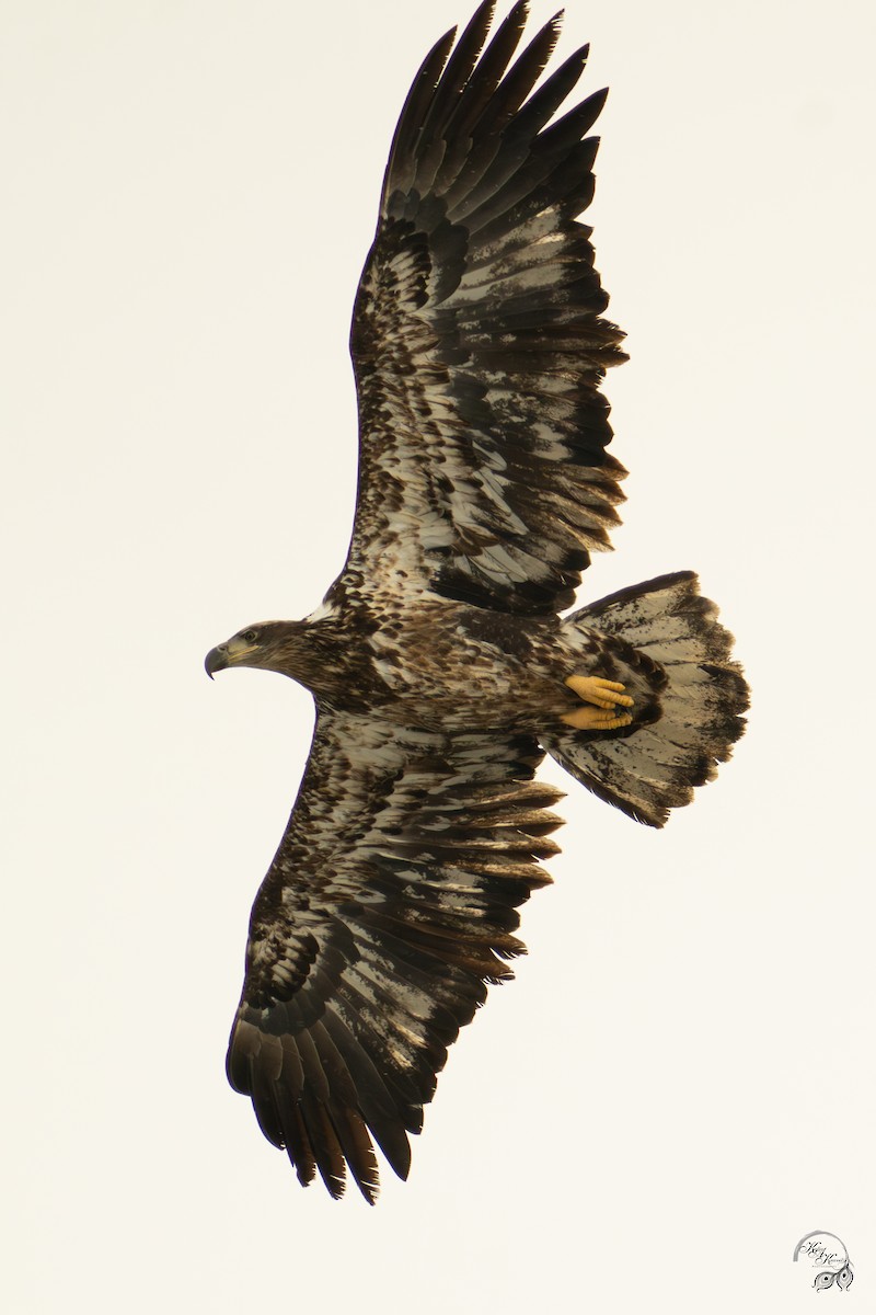 Weißkopf-Seeadler - ML646750787