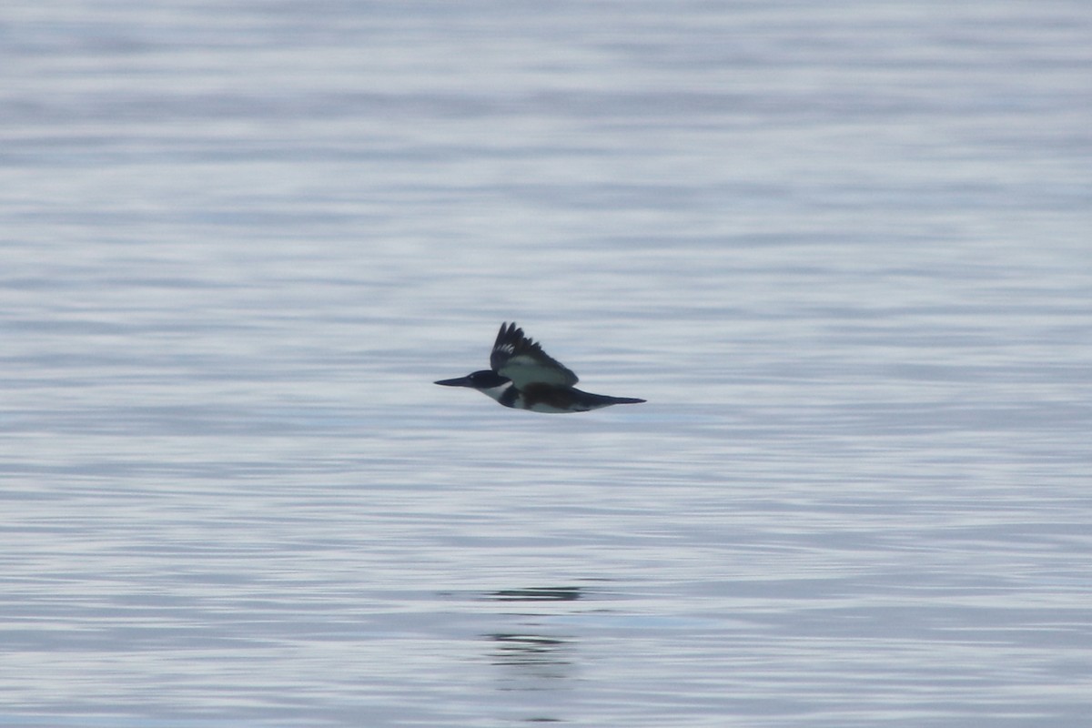 Belted Kingfisher - ML646750789