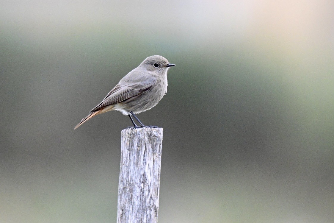 Buztangorri iluna - ML646750793