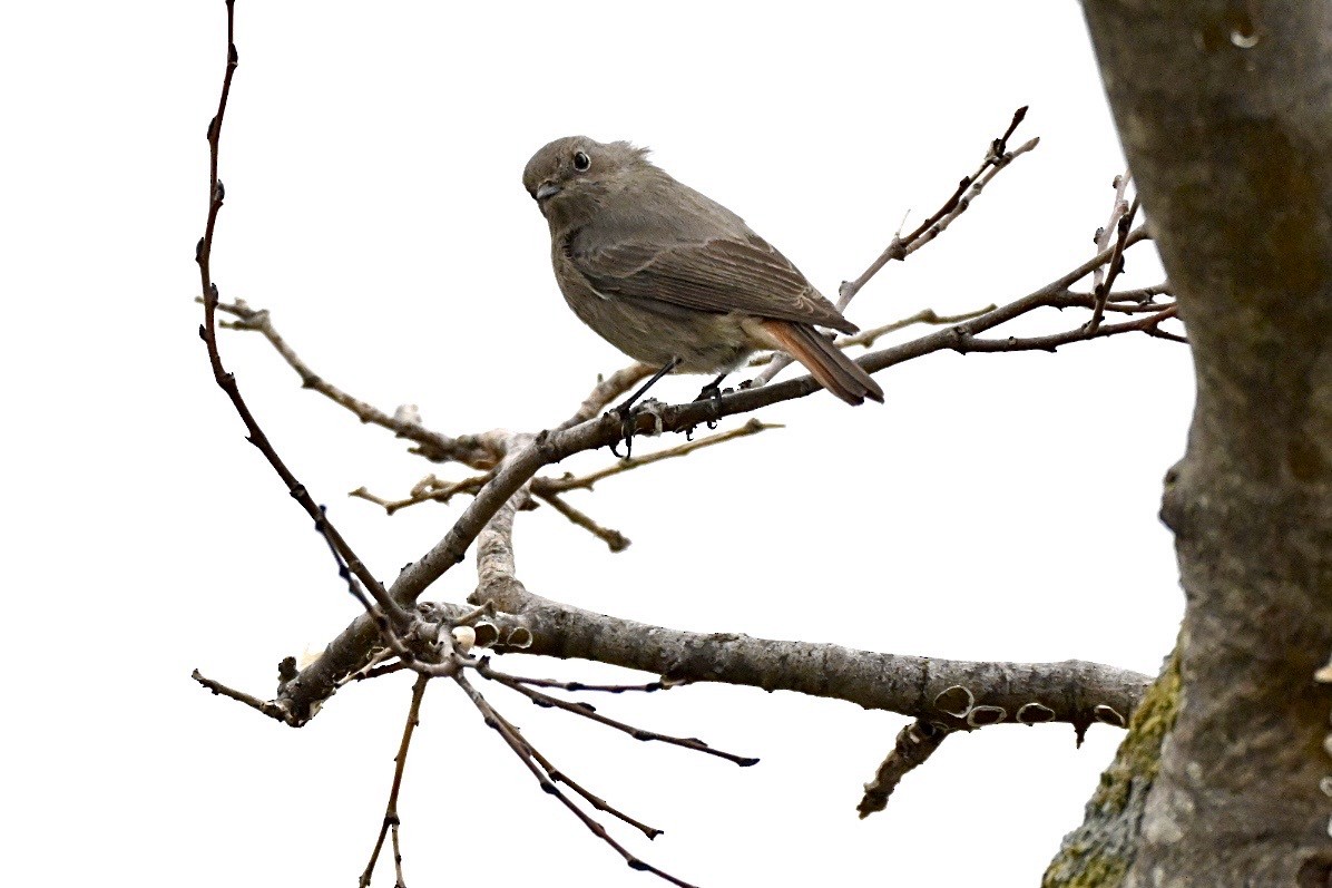 Buztangorri iluna - ML646750794