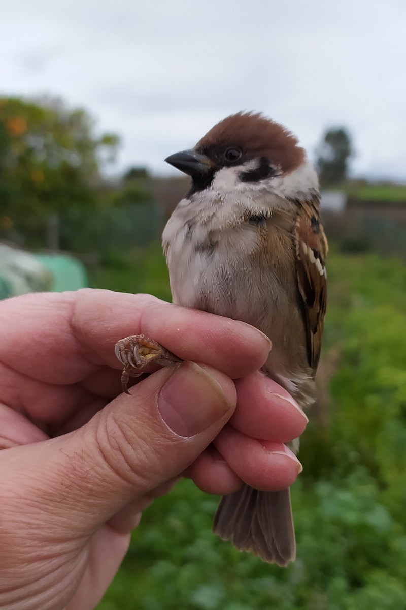 麻雀 - ML646750796