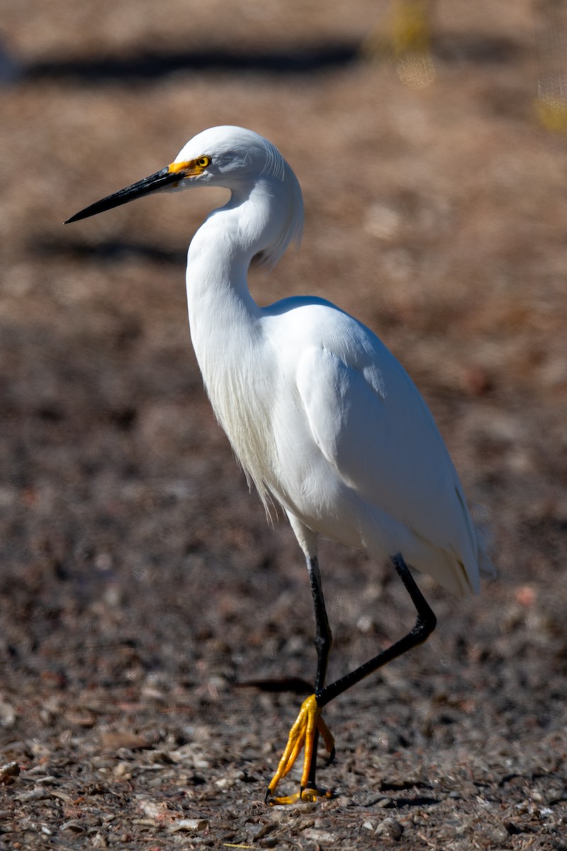 Aigrette neigeuse - ML646750797