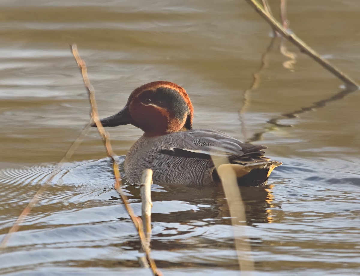 Чирянка мала (підвид crecca) - ML646750798