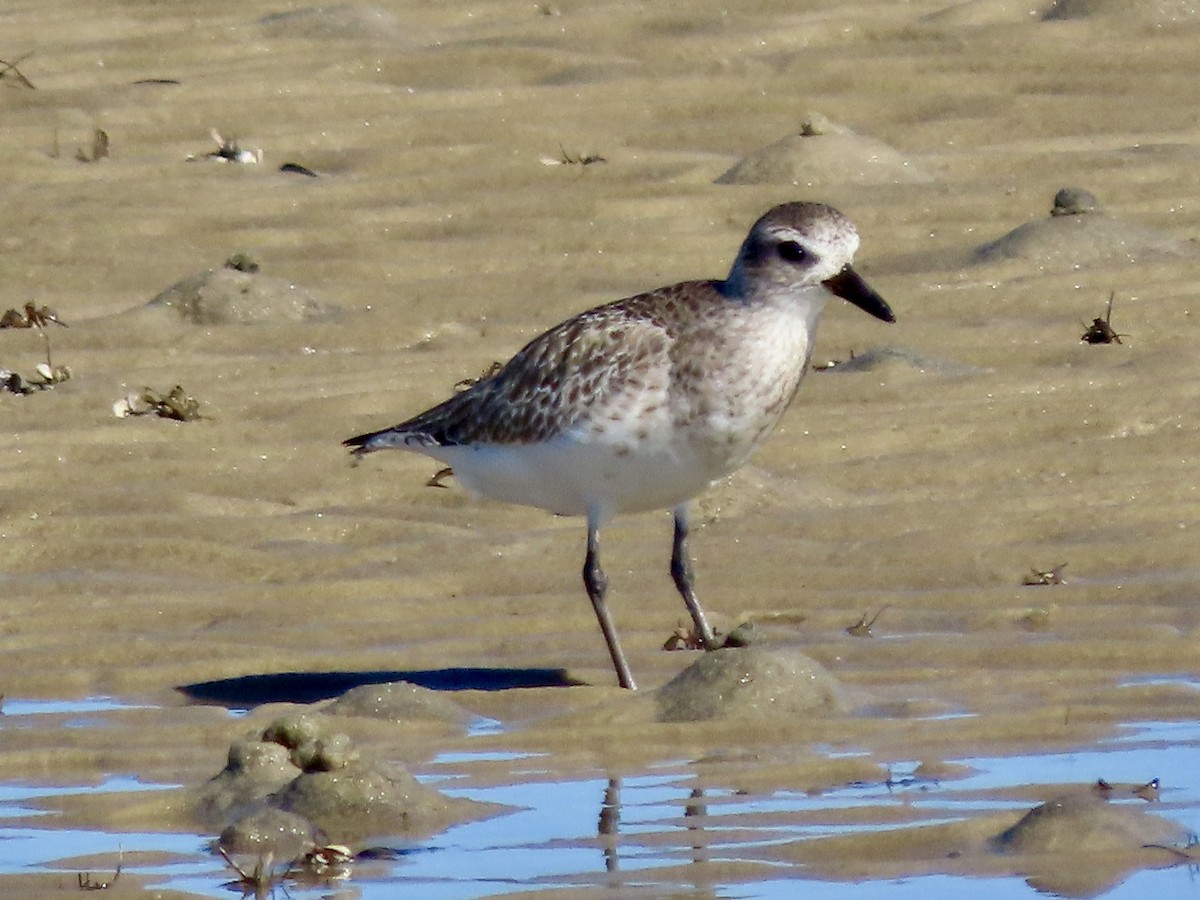 Pluvier argenté - ML646750801