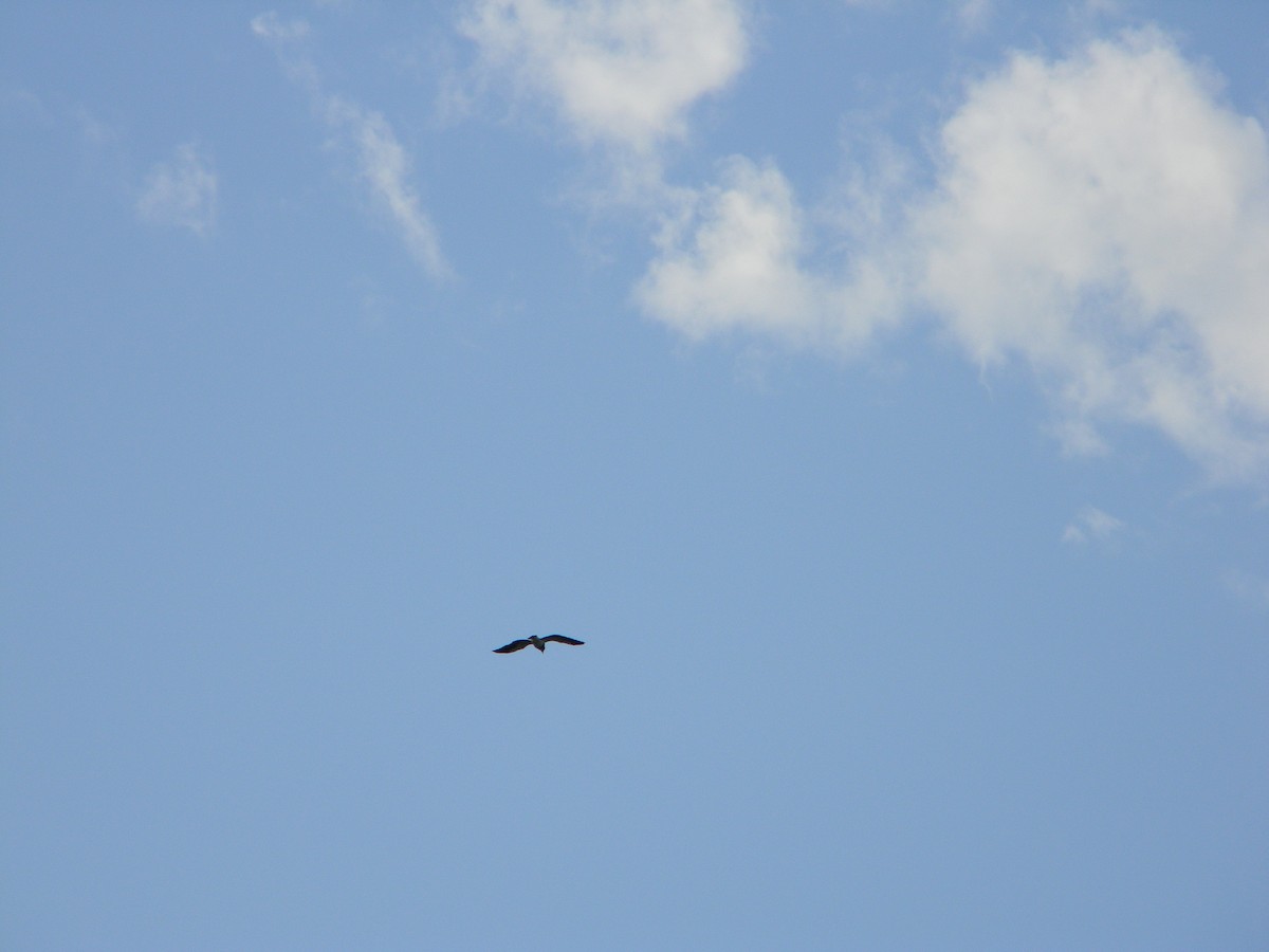 Чайка чилійська - ML646750802