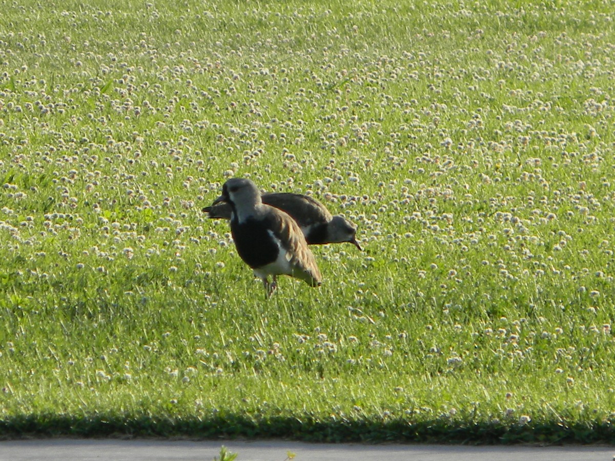 Чайка чилійська - ML646750804