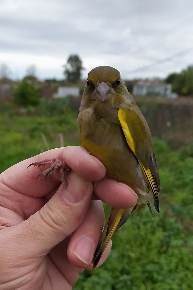 European Greenfinch - ML646750805