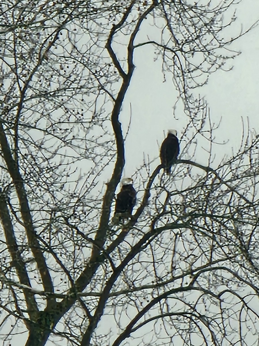 Bald Eagle - ML646750806