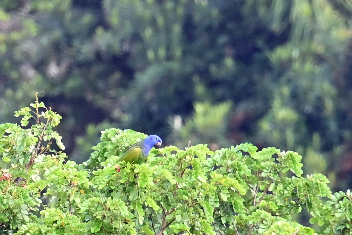 Pione à tête bleue - ML646750807