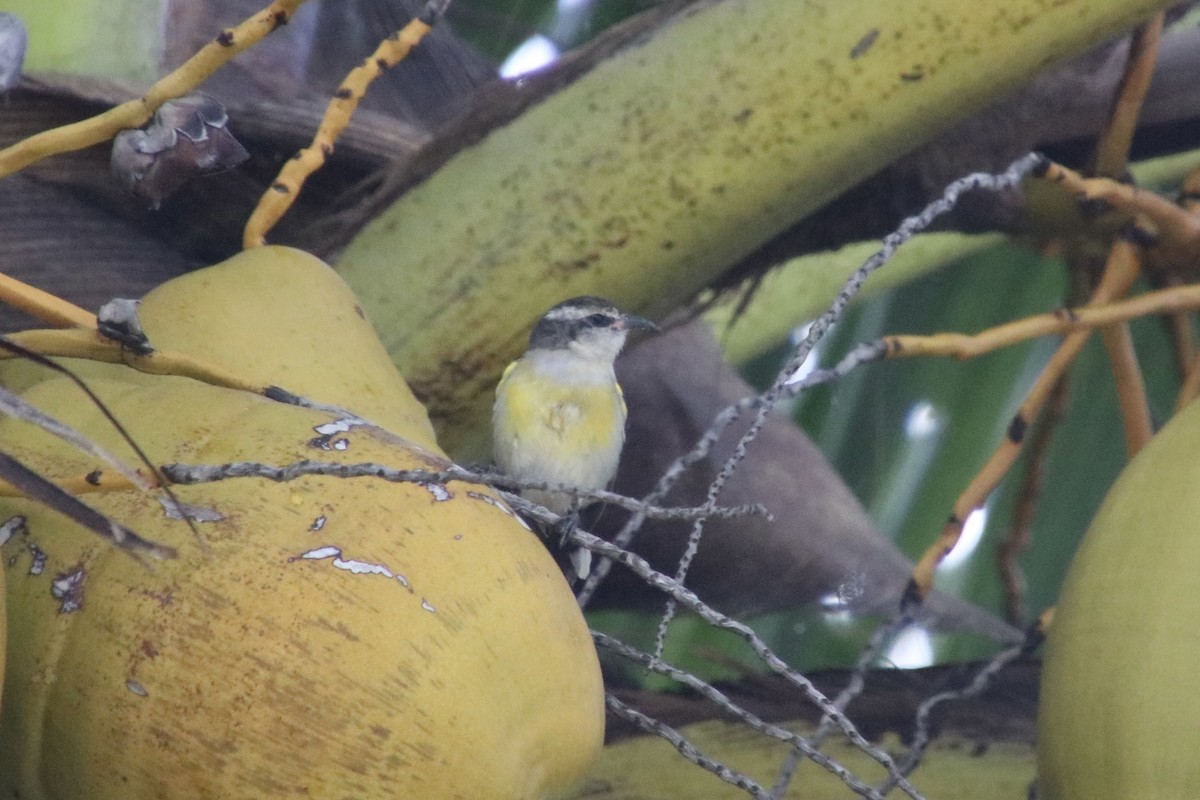 Bananaquit - ML646750809