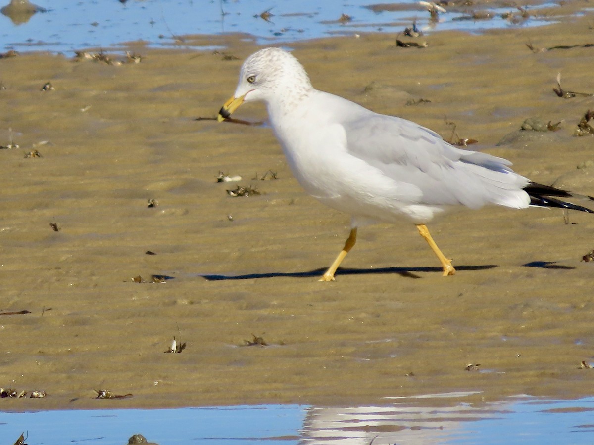 Goéland à bec cerclé - ML646750811