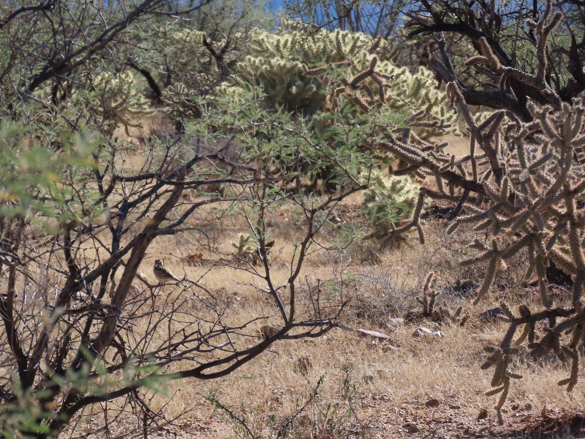 Bruant à joues marron - ML646750815