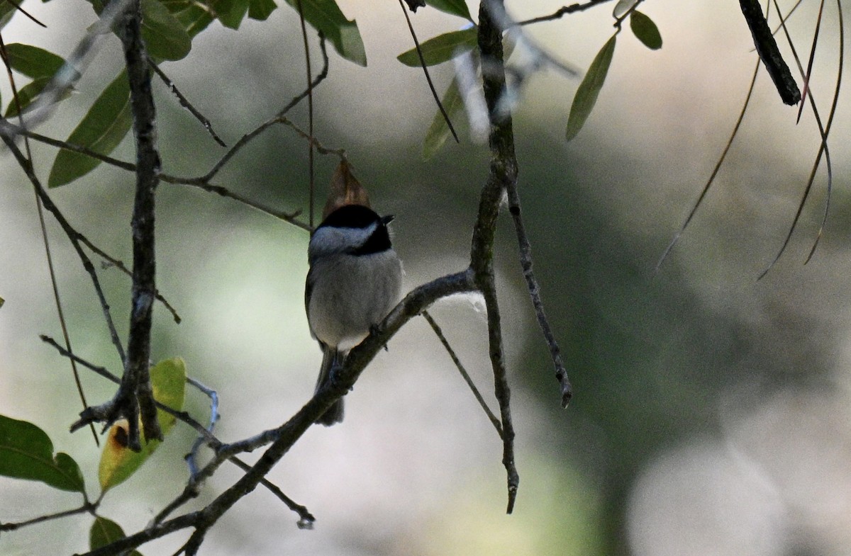 Mésange de Caroline - ML646750816