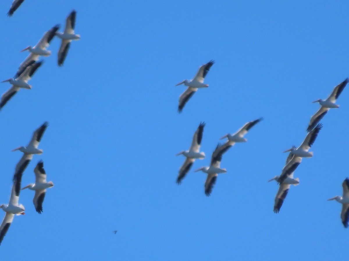 Pélican d'Amérique - ML646750818