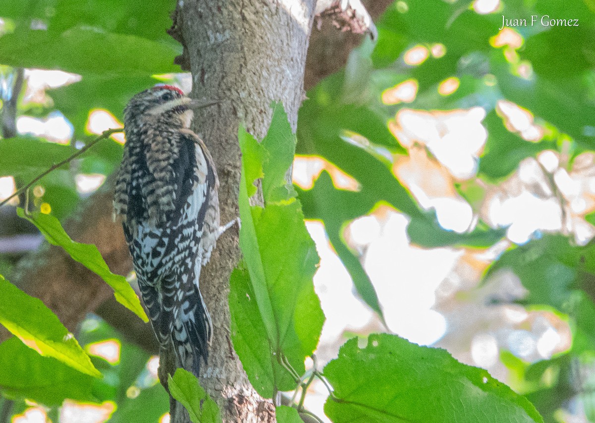 Yellow-bellied Sapsucker - ML646750819
