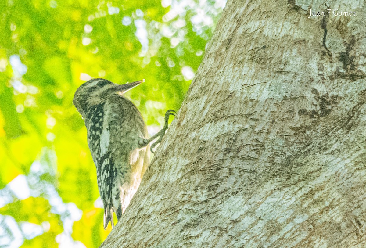 Yellow-bellied Sapsucker - ML646750820