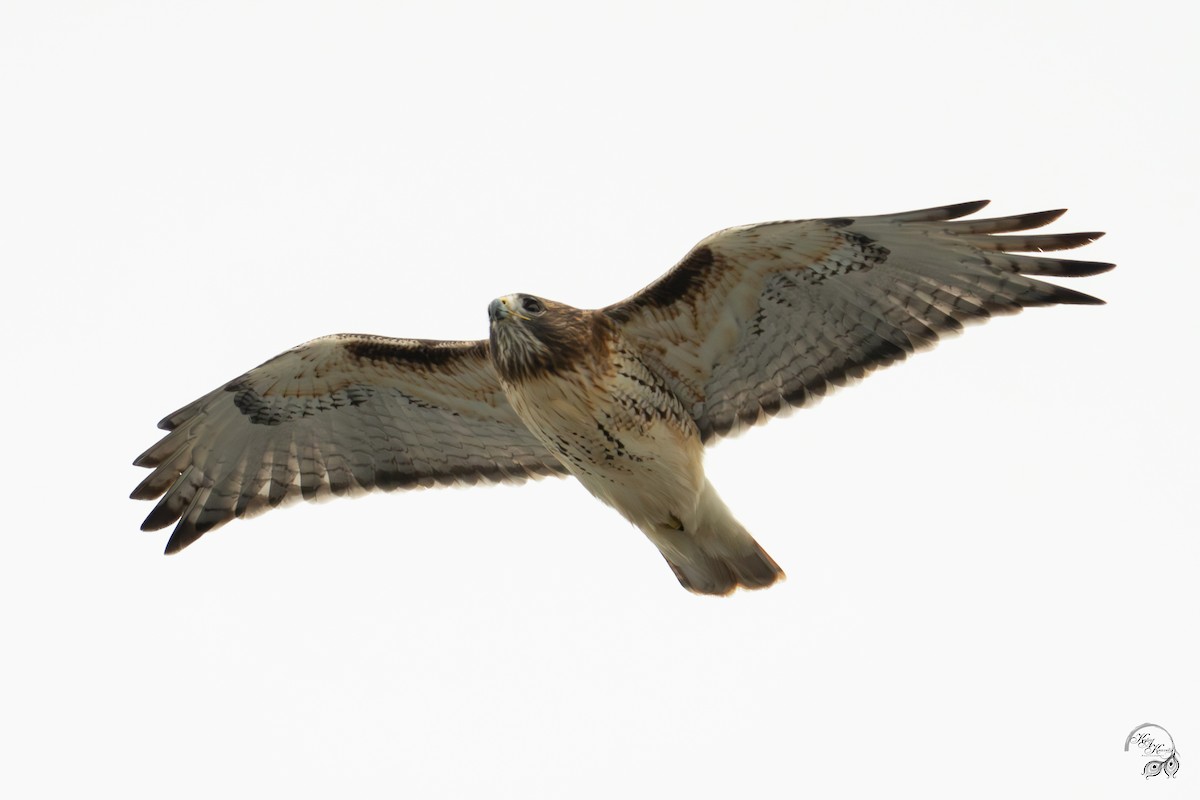 Rotschwanzbussard - ML646750821