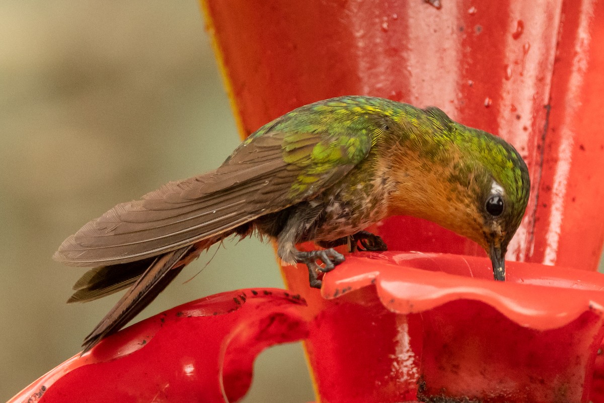 Métallure émeraude (districta) - ML646750823