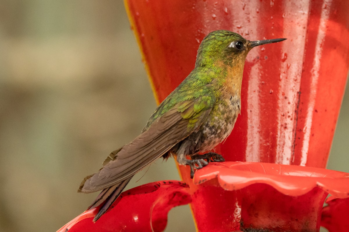 Métallure émeraude (districta) - ML646750824