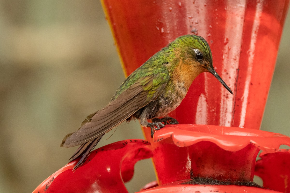 Métallure émeraude (districta) - ML646750825