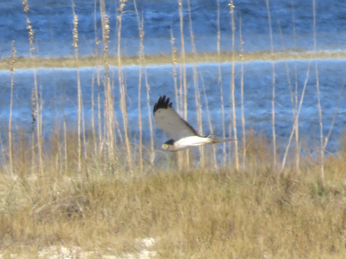 Busard des marais - ML646750826