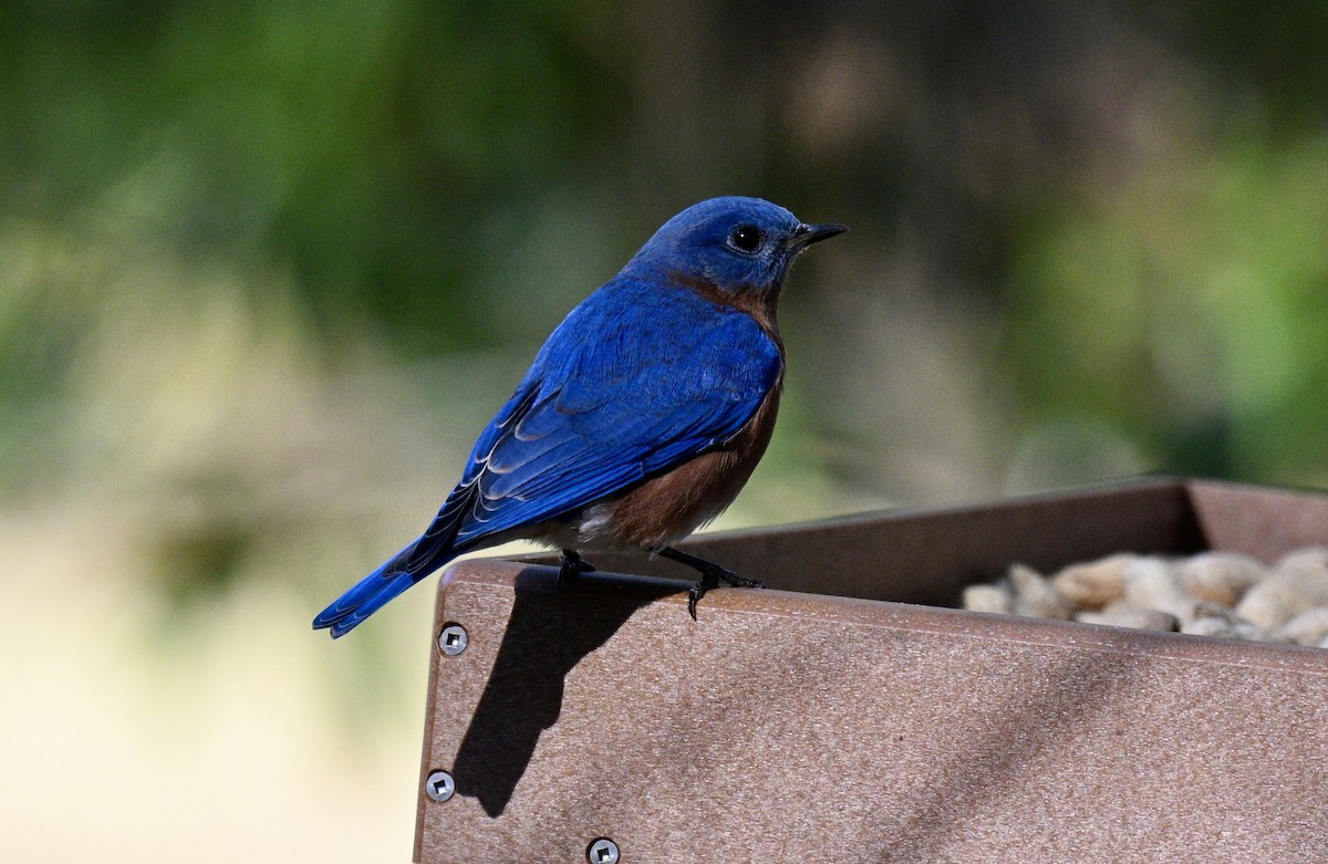 Merlebleu de l'Est - ML646750827