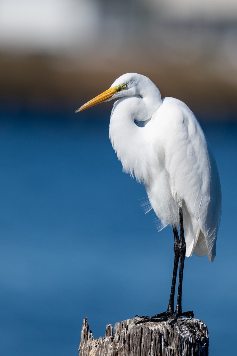 Grande Aigrette - ML646750828