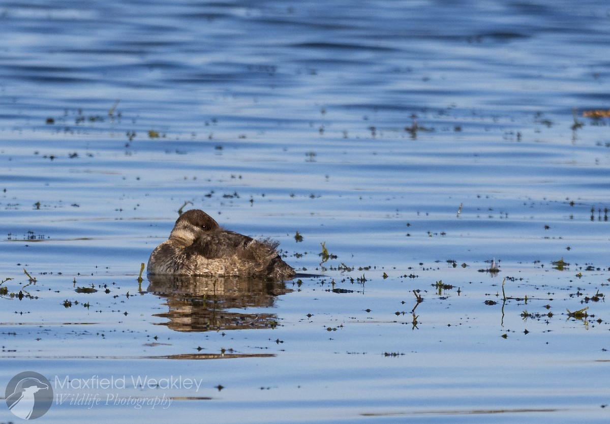 Ruddy Duck - ML646750829
