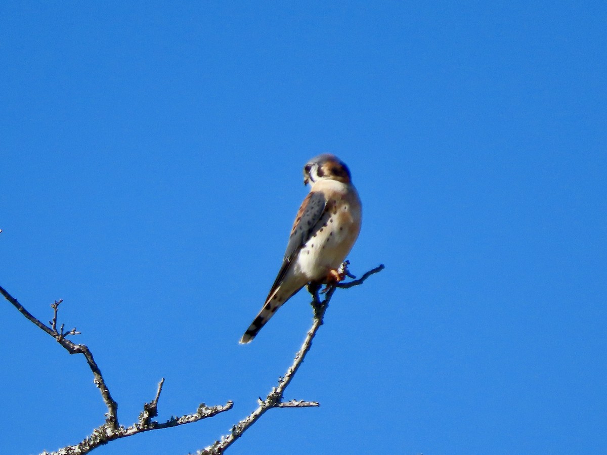 Crécerelle d'Amérique - ML646750830