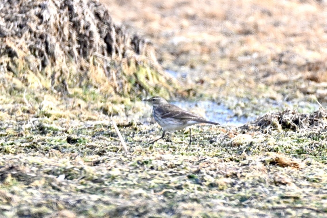 Mendi-txirta - ML646750831