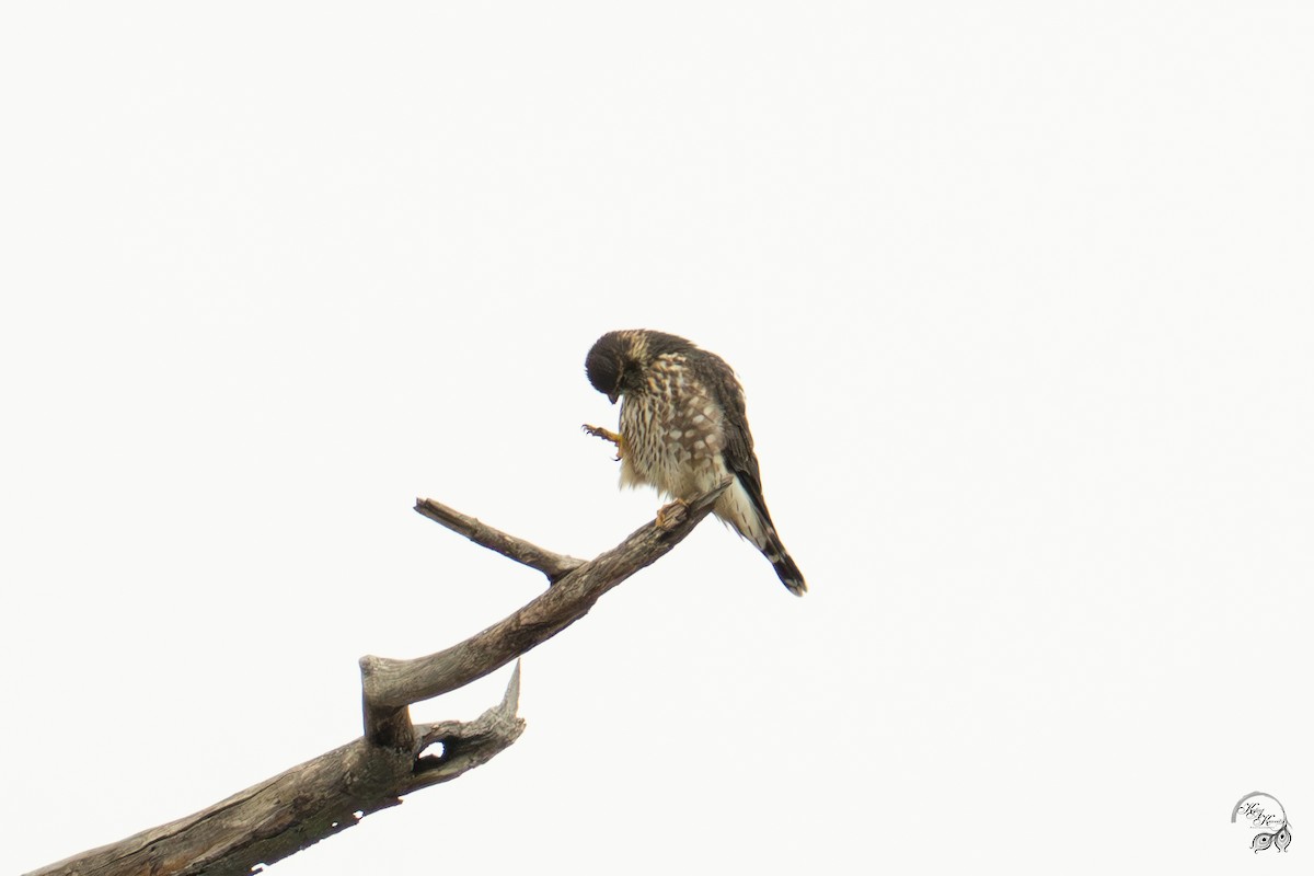 Merlin - ML646750832