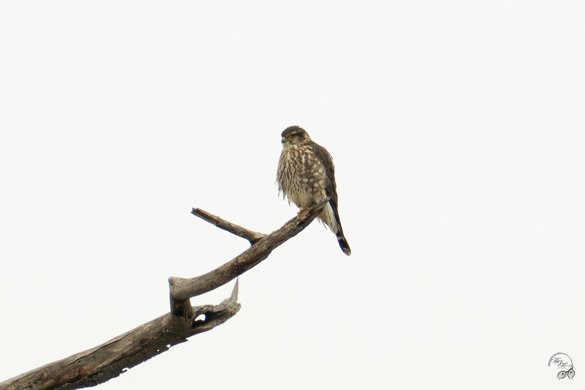 Merlin - ML646750833