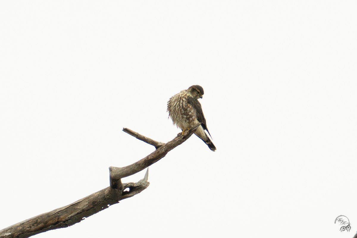 Merlin - ML646750834