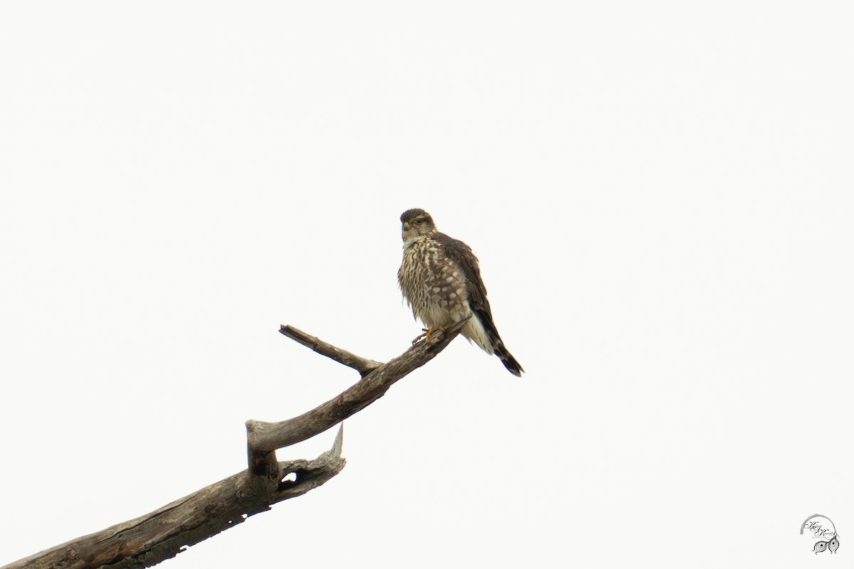 Merlin - ML646750835