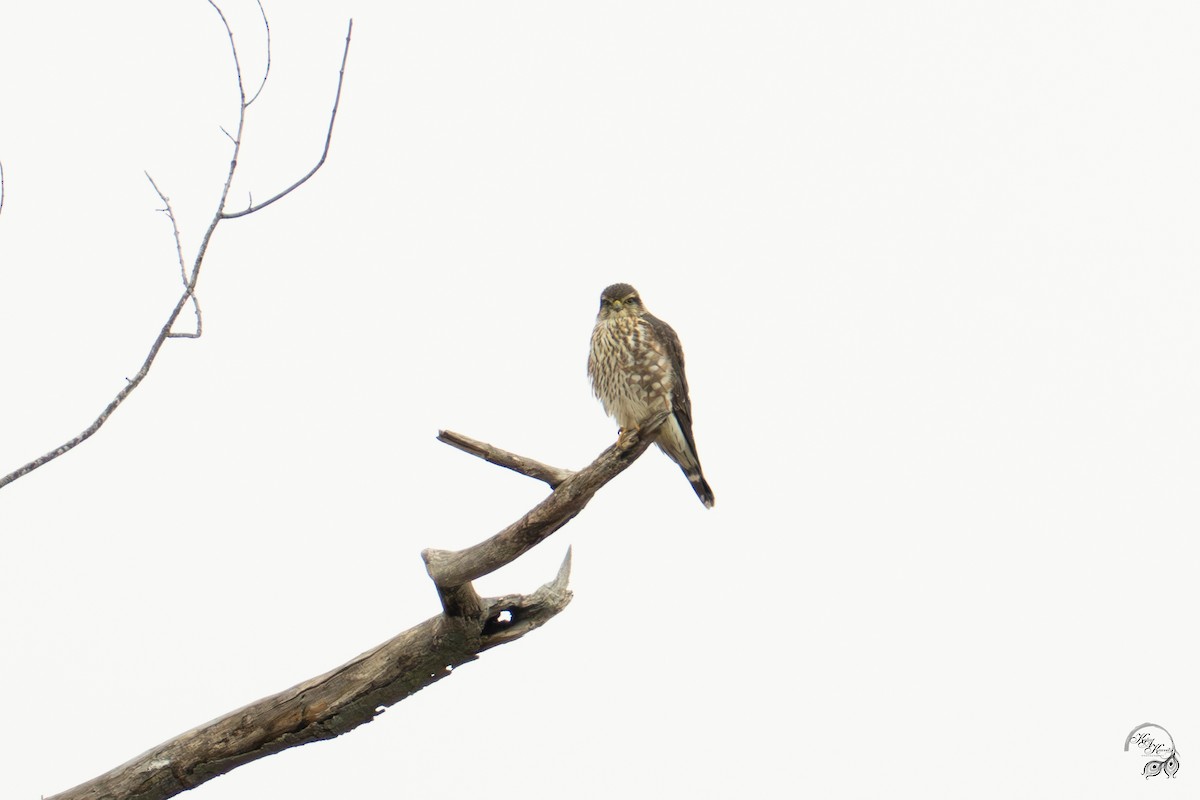 Merlin - ML646750836