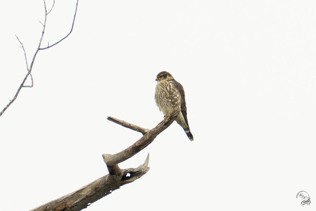 Merlin - ML646750837