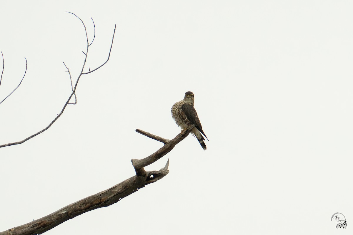 Merlin - ML646750838