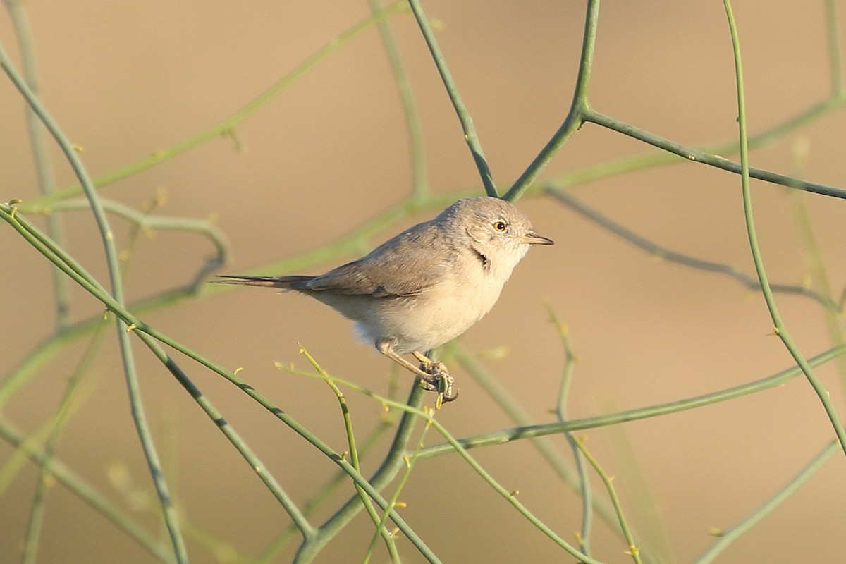 סבכי מדבר - ML646750840