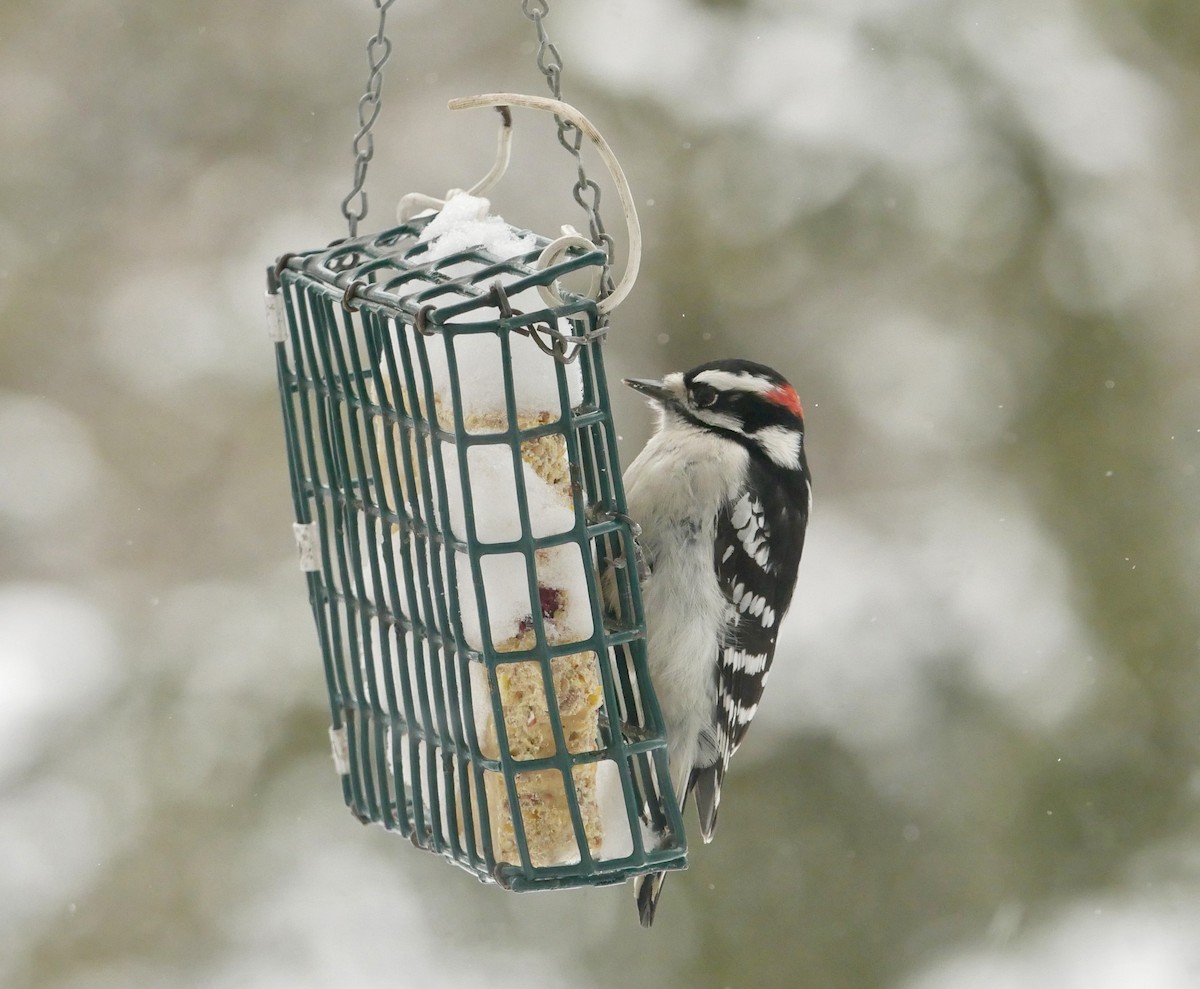 Downy Woodpecker - ML646750841